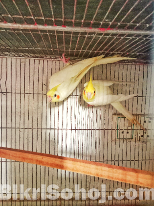 ককাটেল